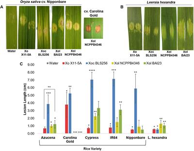 A Pathovar of Xanthomonas oryzae Infecting Wild Grasses Provides Insight Into the Evolution of Pathogenicity in Rice Agroecosystems